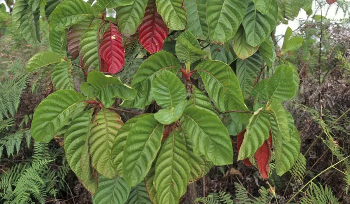 Cinchona leaves (Cinchona officinalis)