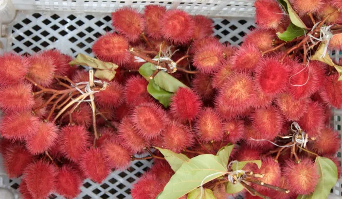 Roucou en vente au marché de Fort-de-France